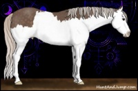 Horse Color:Silver Black Splash
