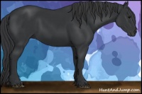 Horse Color:Black Sabino 