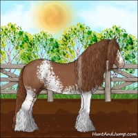 Horse Color:White Spotted Chestnut 