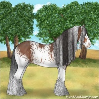Horse Color:White Spotted Bay Roan Splash 