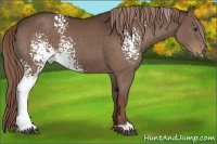 Horse Color:White Spotted Liver Chestnut 