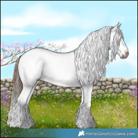 Horse Color:Gray White Spotted Brown Splash Appaloosa 