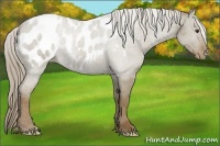 Horse Color:Chocolate Palomino Dun Appaloosa 