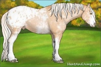 Horse Color:White Spotted Silver Bay Pearl Appaloosa 