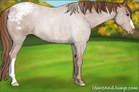 Horse Color:Chestnut Appaloosa 