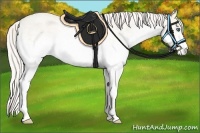 Horse Color:White Spotted Cremello Roan