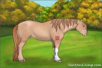 Horse Color:Gold Champagne