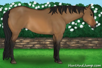 Horse Color:Gray Bay Dun