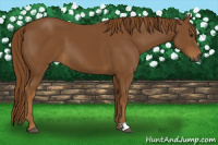 Horse Color:Gray Chestnut
