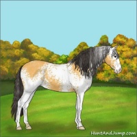 Horse Color:White Spotted Buckskin