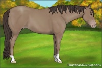 Horse Color:Classic Champagne 
