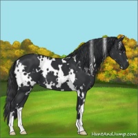 Horse Color:White Spotted Black