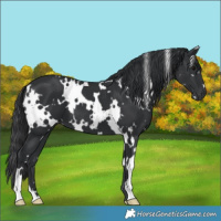 Horse Color:White Spotted Black