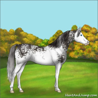Horse Color:White Spotted Smoky Black Splash 