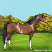 Horse Color:White Spotted Bay 