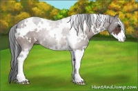 Horse Color:White Spotted Brown Sabino 