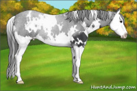 Horse Color:White Spotted Black Splash 