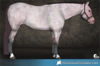 Horse Color:Buckskin Ice Roan Dun 