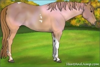 Horse Color:Chestnut Tobiano