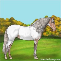 Horse Color:White Spotted Silver Bay Ice Near Fewspot Rabicano 