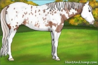 Horse Color:White Spotted Silver Bay Splash Appaloosa Rabicano 