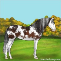 Horse Color:White Spotted Bay Ice Splash 