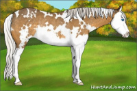 Horse Color:White Spotted Silver Buckskin Splash Appaloosa Rabicano 
