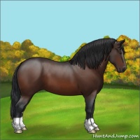 Horse Color:Brown 