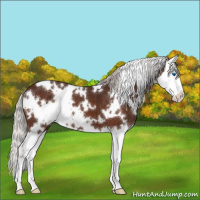 Horse Color:White Spotted Silver Brown Splash 