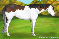 Horse Color:Bay Splash 