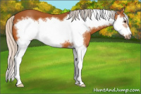 Horse Color:Silver Buckskin Splash Frame 