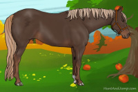 Horse Color:Liver Chestnut 