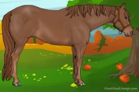 Horse Color:Chestnut Rabicano 