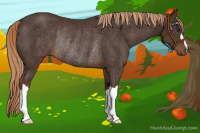 Horse Color:Liver Chestnut Rabicano 
