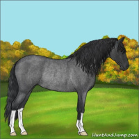 Horse Color:Blue Roan Rabicano 