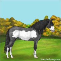 Horse Color:Blue Roan Frame 
