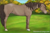 Horse Color:Classic Champagne 
