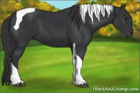 Horse Color:Black Tobiano