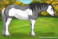 Horse Color:Blue Roan Splash Frame 