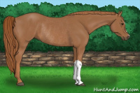 Horse Color:Chestnut Rabicano 