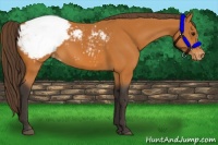 Horse Color:Buckskin Appaloosa