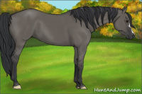 Horse Color:Grullo