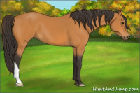 Horse Color:Buckskin 