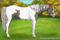 Horse Color:Silver Black Tobiano Frame 