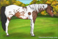 Horse Color:Bay Tobiano Appaloosa 