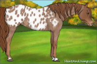 Horse Color:Red Roan Near Leopard