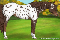Horse Color:Liver Chestnut Blanket Rabicano 