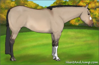 Horse Color:Bay Dun