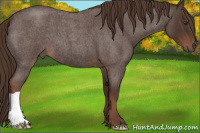 Horse Color:Liver Red Roan 