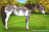Horse Color:White Spotted Liver Chestnut Ice Frame 